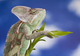 Sky background, reptile, Chameleon lizard