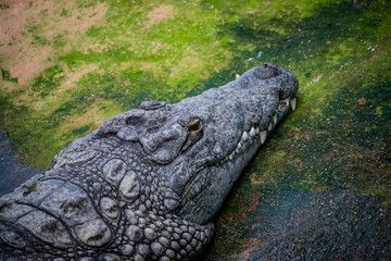 Crocodile du Nil