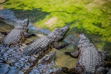Papier Peint photo Crocodile Crocodiles du Nil