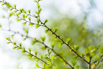 Fresh and green twigs of larch in the spring garden