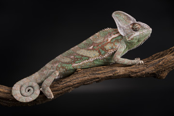 Chameleon lizard isolated on black background