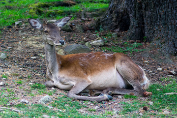 deer on the grass near the tree