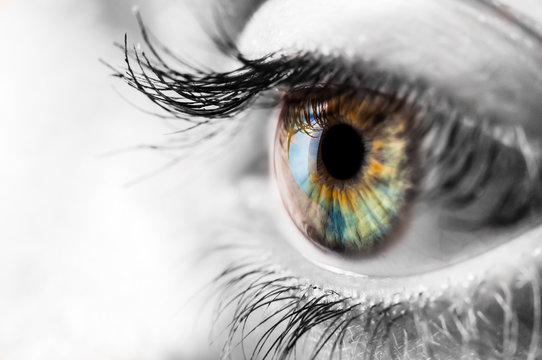 Colorful iris of the human eye with black and wite surrounding