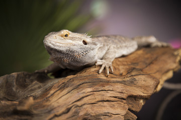 Lizard root, Bearded Dragon on green background