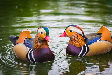 Fototapeta premium Mandarin duck swimming in a pond