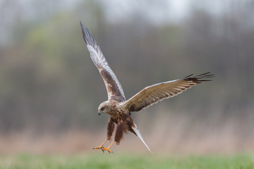 Błotniak Stawowy w locie (Circus aeruginosus) © szczepank