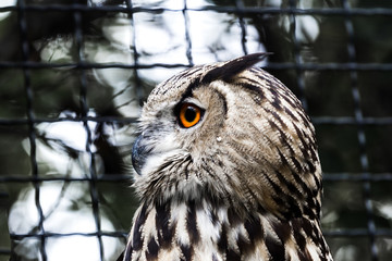 Owl in profile