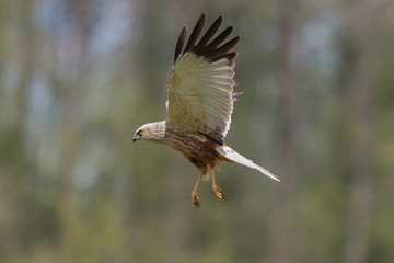 Błotniak Stawowy w locie (Circus aeruginosus) © szczepank