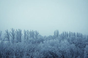 Fototapeta na wymiar winter landscape - trees in frost