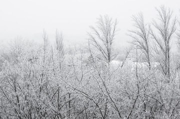 Obraz na płótnie Canvas winter landscape - trees in frost