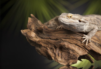 Lizard root, Bearded Dragon on black mirror background