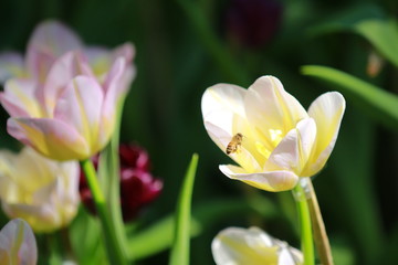 Tulip flowers in the field