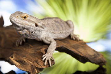 Fototapeta premium Agama bearded, pet on black background, reptile
