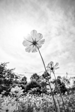 Fototapeta Black and white fine art of the cosmos flower