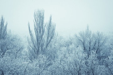winter landscape - trees in frost
