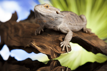Animal Lizard, Bearded Dragon on mirror background
