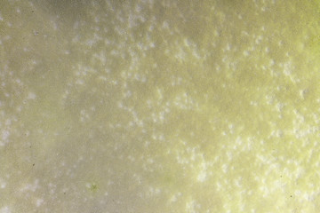 natural texture, background - fungal spores