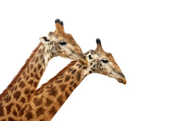 Obraz premium The South African giraffe or Cape giraffe (Giraffa camelopardalis giraffa) two males on white background
