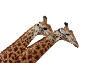 The South African giraffe or Cape giraffe (Giraffa camelopardalis giraffa) two males on white background