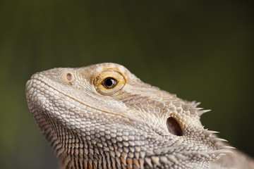Agama bearded, pet on black background, reptile