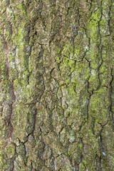 natural texture, background - tree bark