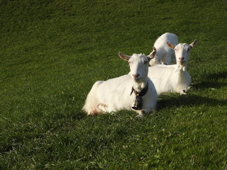 Obraz premium Ziegen