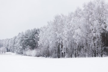 Leśny zimowy krajobraz