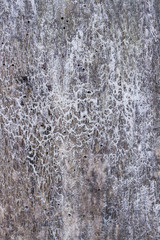 natural texture, background - old wood