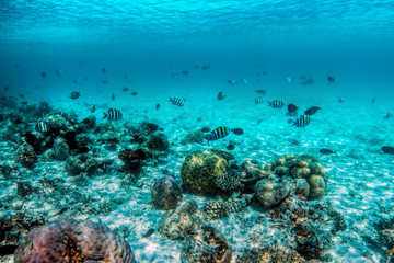Naklejka na ściany i meble Underwater coral reef and fish in Indian Ocean, Maldives.