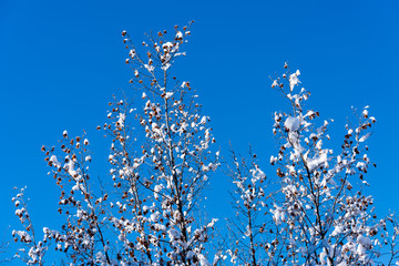 Wintry tree branches