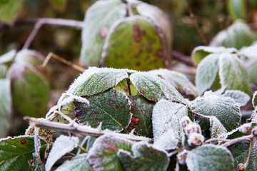 Close up of foliage covered with frost