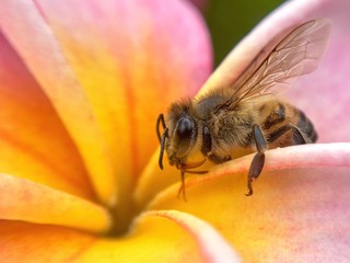 Honey Bee sitting on a Frangapani 