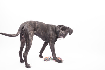 spielender großer hund blickt zurück