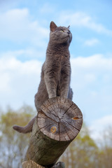 Naklejka premium gray cat on a log