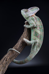 Chameleon lizard isolated on black background
