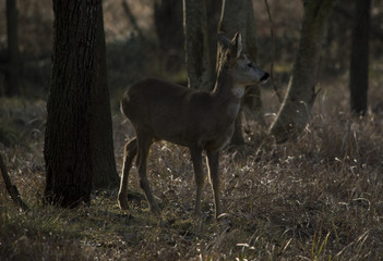Capriolo