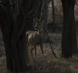 Capriolo tra gli Alberi