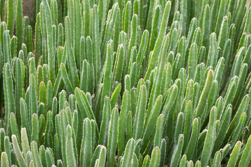 green background of cacti