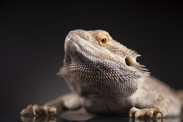 Obraz premium Dragon, Agama Lizard on black mirror background