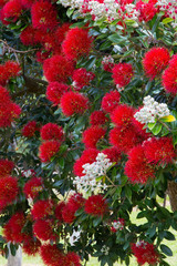 Pohutukawa tree blooming with red flowers, in summer season in New Zealand around Christmas time, closeup photo of endemic tree in full bloom
