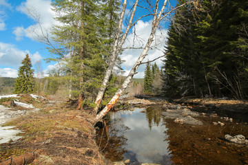Spring flood in the forest. The picture taken in Norway.