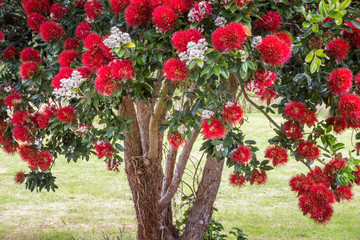 Pohutukawa tree blooming with red flowers, in summer season in New Zealand around Christmas time, closeup photo of endemic tree in full bloom