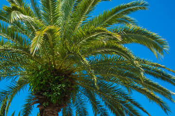 Fototapeta na wymiar Palm foliage