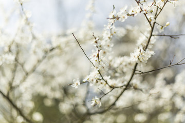 Cherry blossoms and copy space