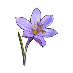 Delicate single crocus spring flower with stem and leaf, sketch style vector illustration isolated on white background. Realistic hand drawing of crocus, first spring flower in vertical position