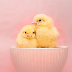 two little fluffy chicks in wicker basket,easter.