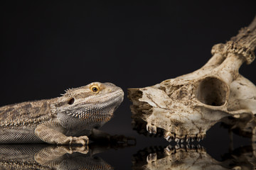 Lizard, Agama, Antlers, dragon and skull
