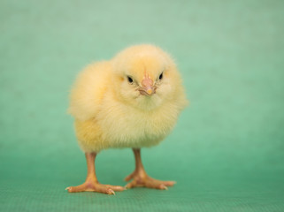 one little fluffy chick isolated on green backround,easter.