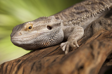 Lizard root, Bearded Dragon on black mirror background