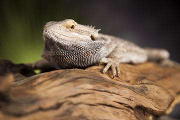 Lizard root, Bearded Dragon on black mirror background
